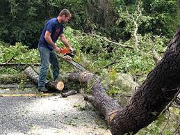 Best Tree Maintenance Programs  in Dove Valley, CO