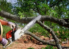 Best Tree Cabling and Bracing  in Dove Valley, CO