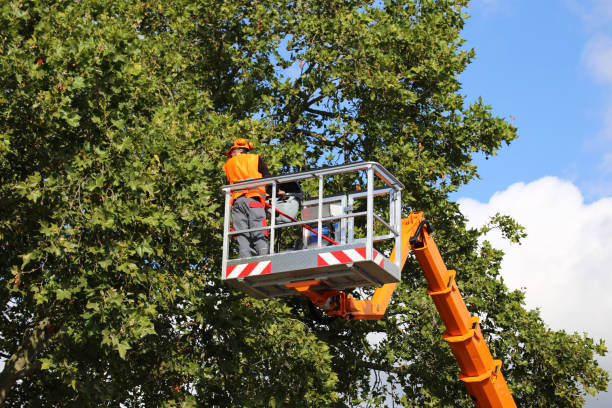 Best Tree Disease Treatment  in Dove Valley, CO