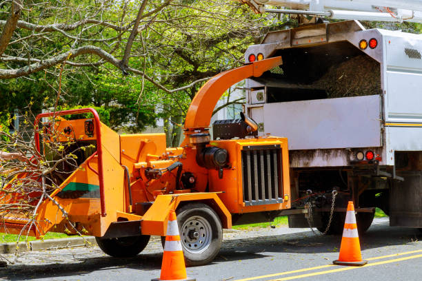 Best Tree Health Inspection  in Dove Valley, CO