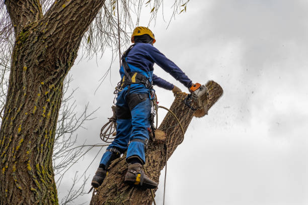 Best Pest Control for Lawns  in Dove Valley, CO