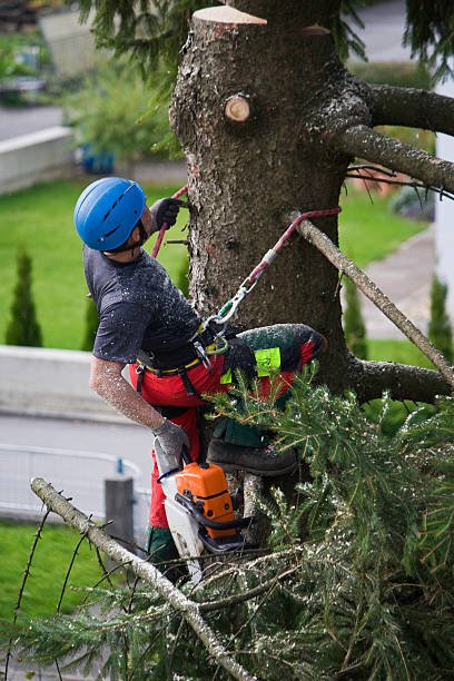 Best Aeration Services  in Dove Valley, CO