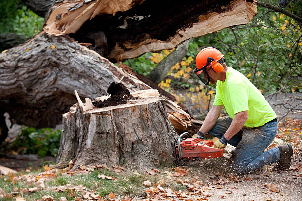  Dove Valley, CO Tree Removal Pros